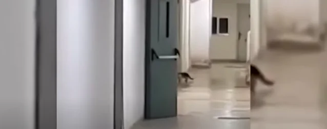 Gatto insegue topo in ospedale: il video sui social